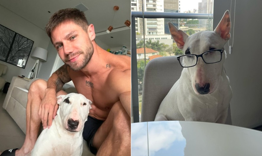 Chamado de feio no 'BBB 26', cachorro de Jonas tem 20 mil