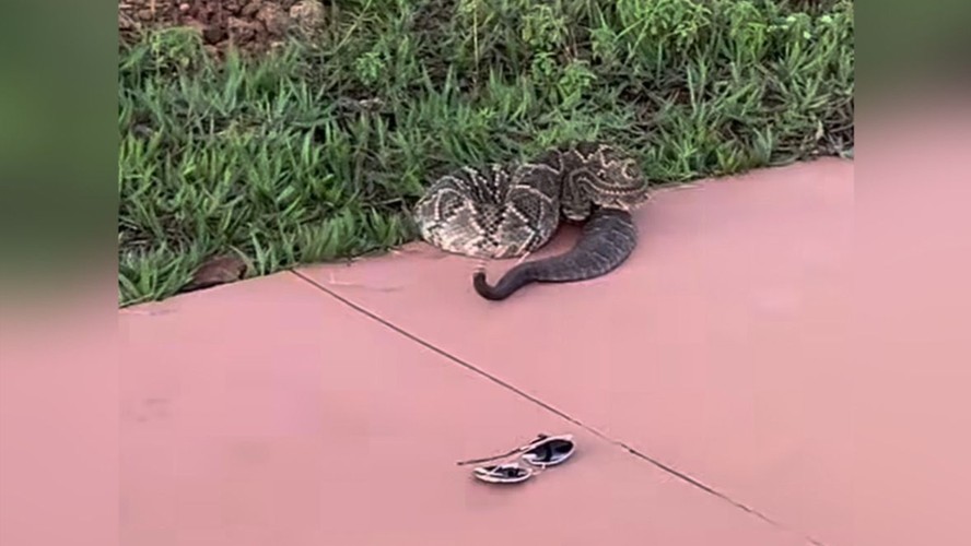 Cobra pica corretora em Goiás