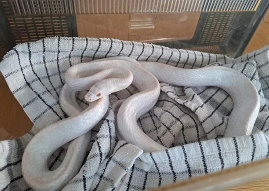 Cobra albina achada em jardim de casa no País de Gales
