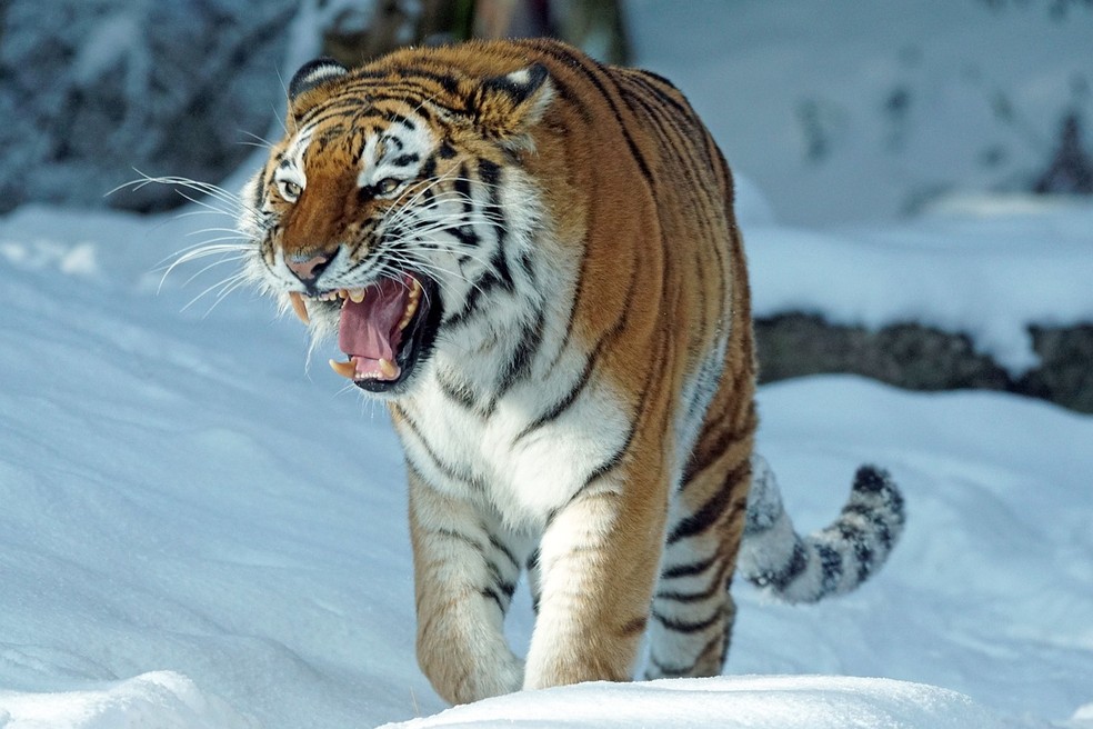 Tigre siberiano é considerado o maior felino do mundo — Foto: Pixabay