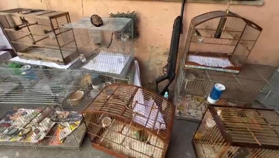 Gaiolas com pássaros: 18 aves apreendidas com falso veterinário, preso em Nova Iguaçu