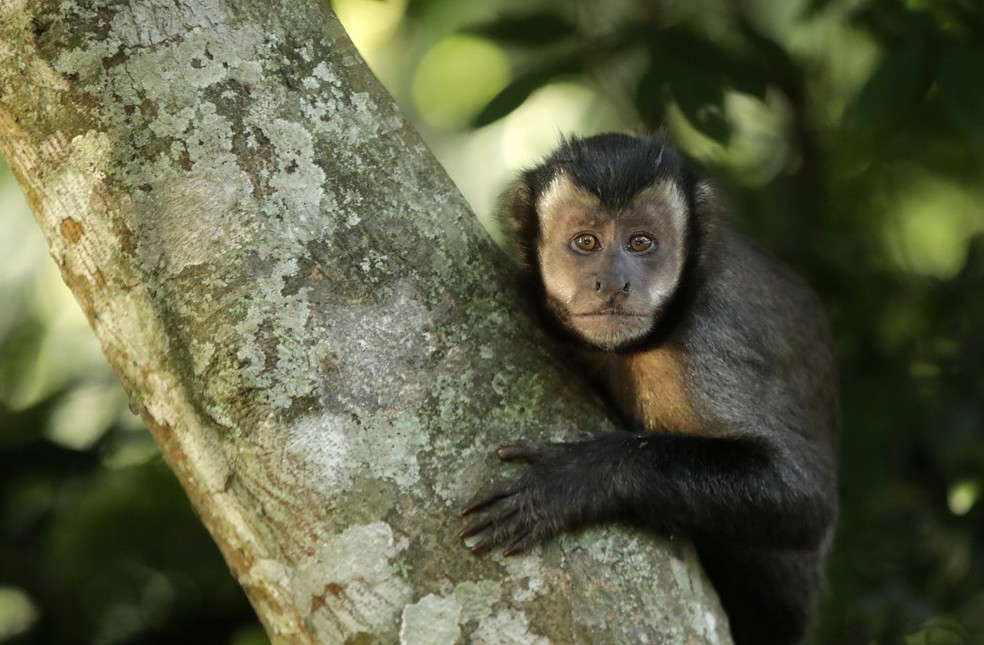 Macacos-prego são "carioca-raiz": não apenas nasceram no Rio, mas foram “inventados” aqui — Foto: Custodio Coimbra / Agência O Globo
