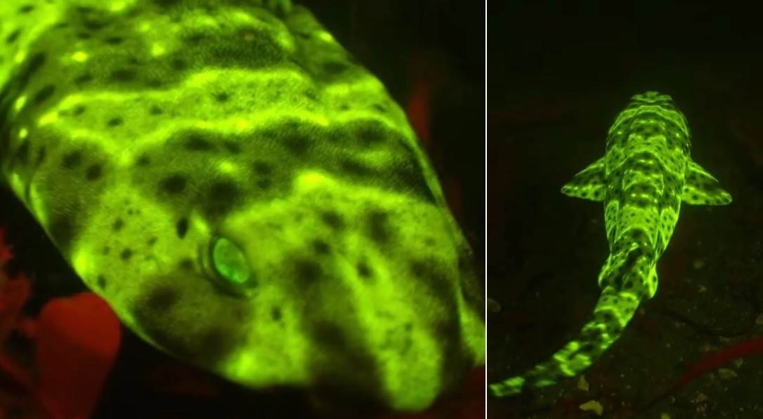 Biólogo encontra tubarão verde cintilante na costa dos EUA - QTU Questões do Universo