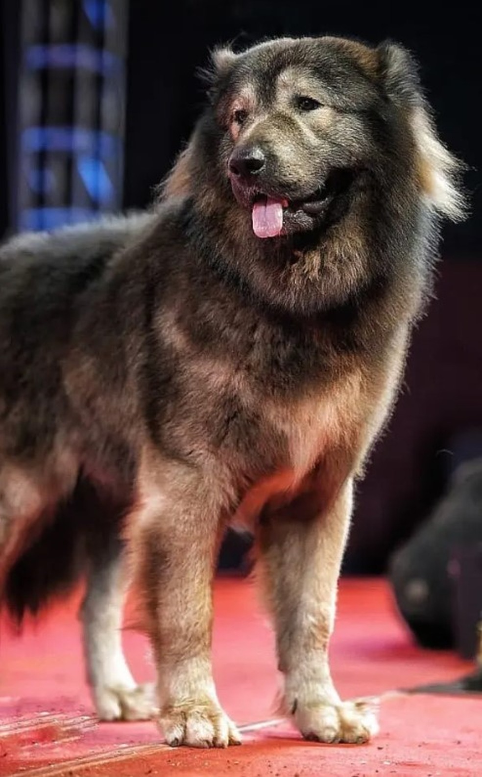 Okami foi comprado por R$ 32,6 milh&otilde;es &mdash; Foto: Reprodu&ccedil;&atilde;o/YouTube