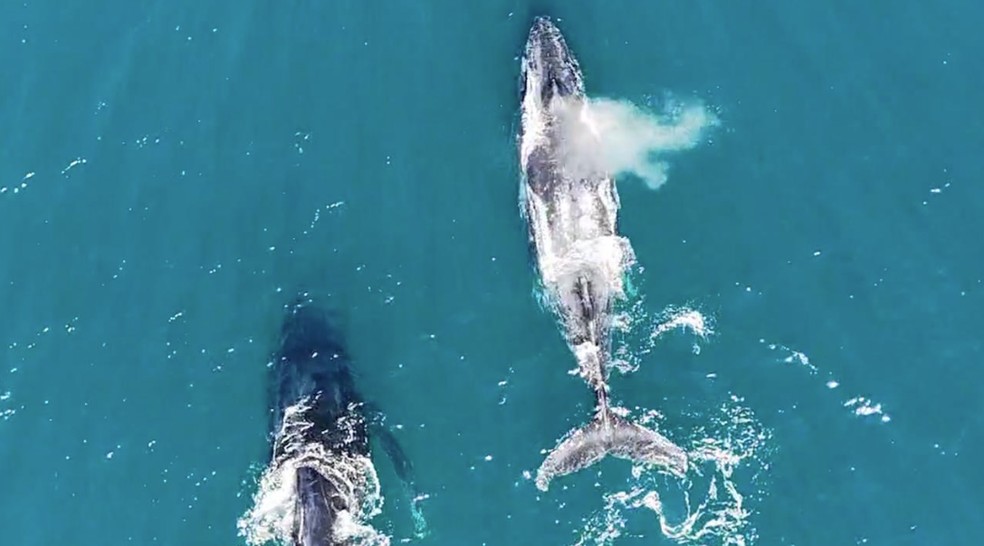Baleias jubarte com filhote a caminho de águas mais quentes para "namorar" — Foto: Juan Simas