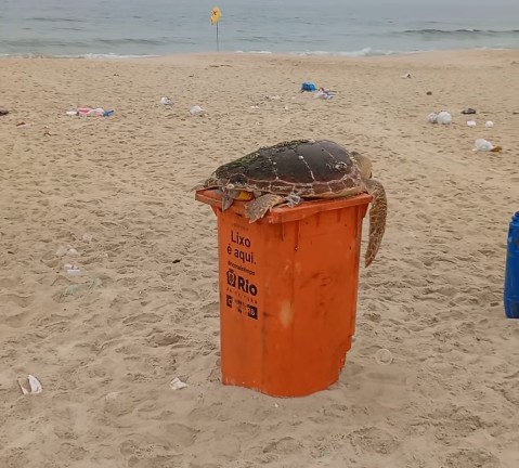 Homem encontra tartaruga morta em lata de lixo na Praia de Copacabana