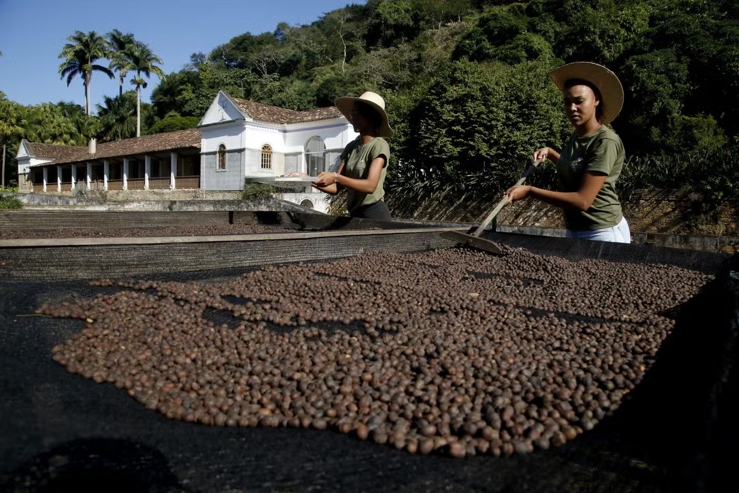 Nahumy Vidal, de 21 anos, trabalha na colheita da Fazenda Alliança, onde o café é orgânico — Foto: Custodio Coimbra/Agência O Globo