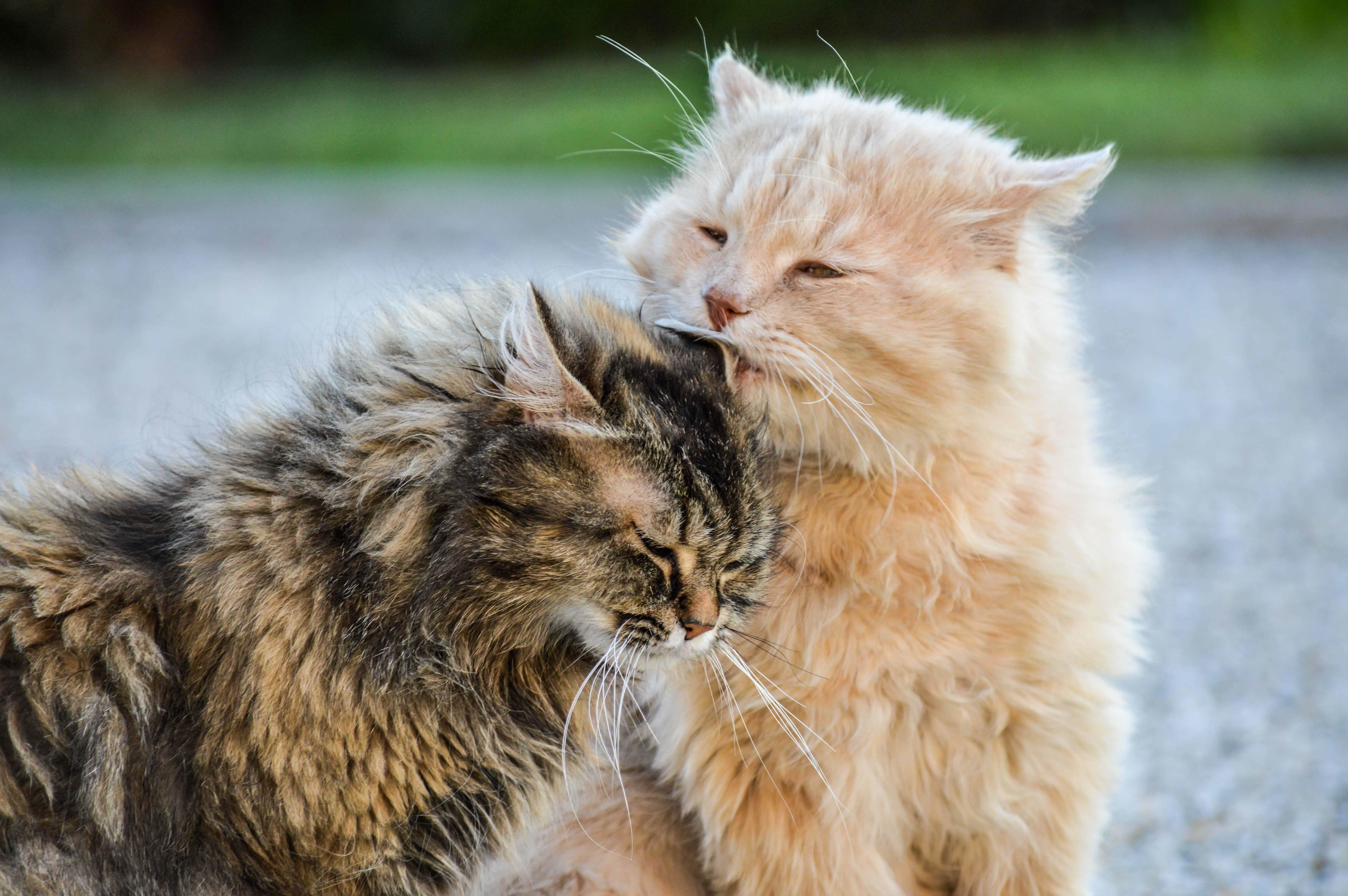 Estudo internacional revela o significado da lambida entre gatos: descubra o que é - QTU Questões do Universo