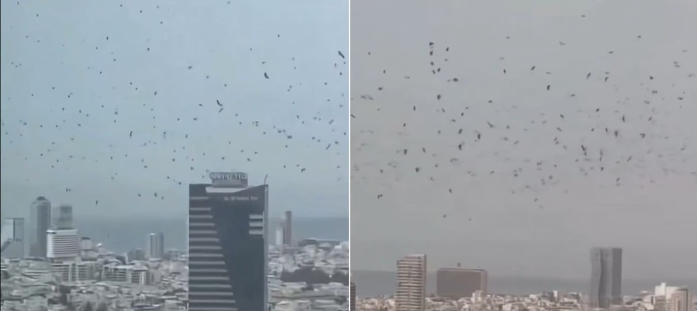 Milhares de corvos se espalham pelo céu de Tel Aviv — Foto: Reprodução/X