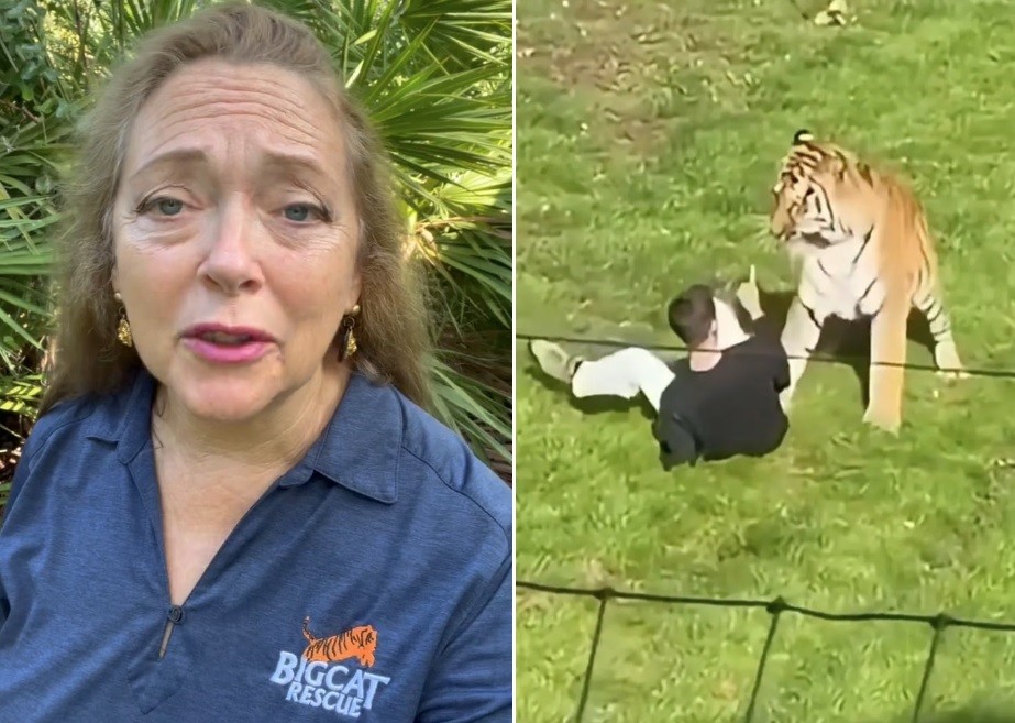 Defensora dos direitos de felinos diz que tigre que matou jovem em zoo 'não fez nada errado'