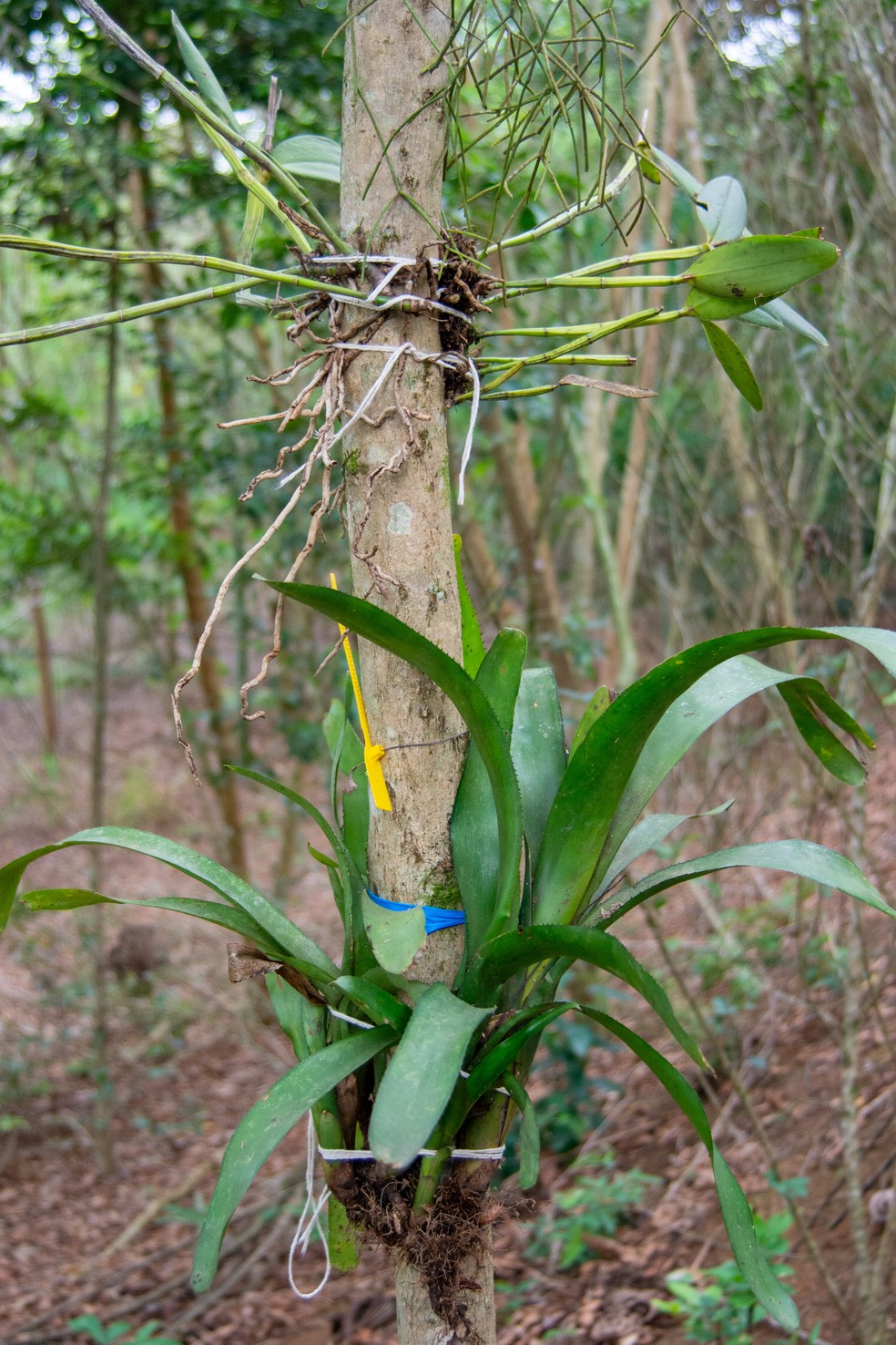 As árvores recebem espécies de bromélias, orquídeas, cactáceas e, embaixo, de arácea — Foto: Luiz Thiago de Jesus/AMLD