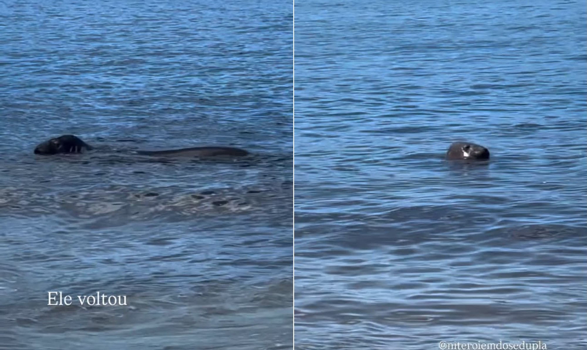 Ele voltou! Elefante-marinho reaparece em Niterói após passar pela orla do Rio