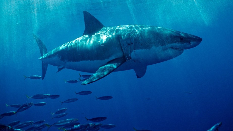 Um tubarão branco enorme navega nas águas das praias da Califórnia