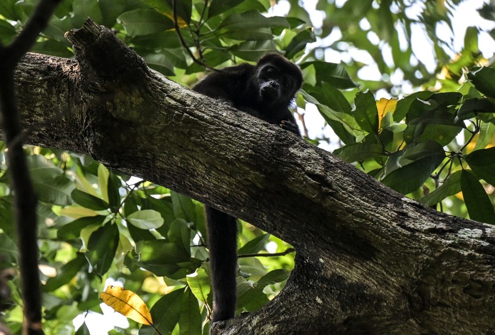 Ministério do Meio Ambiente do México acredita que as mortes sejam devido a falta de hidratação dos macacos em meio ao calorão. — Foto: YURI CORTEZ/AFP