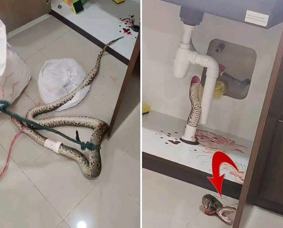 Encanador mata acidentalmente píton escondida em tubulação de casa na Malásia - QTU Questões do Universo