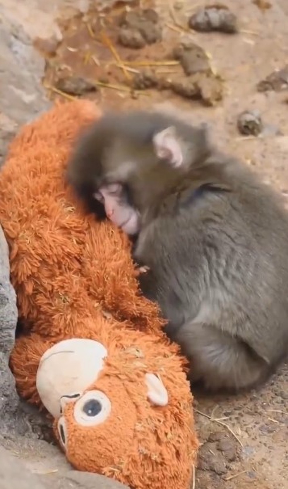 Em zoo japonês, Punch se aconchega na sua 'mãe de pelúcia' — Foto: Reprodução/X