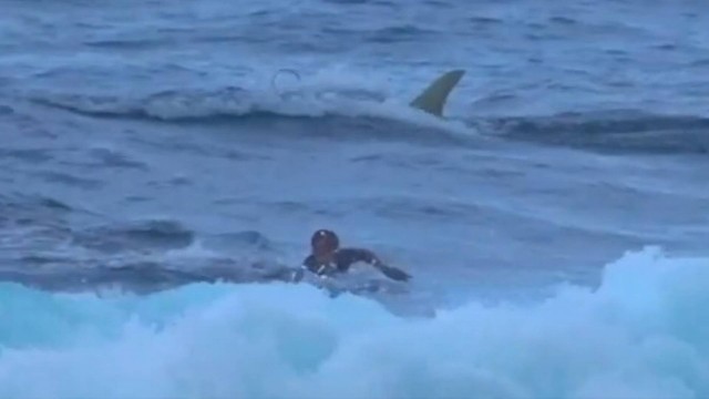 Surfistas foram perseguidos por um enorme tubarão enquanto nadavam de volta para a areia em praia de Porto Rico — Foto: Reprodução/Instagram
