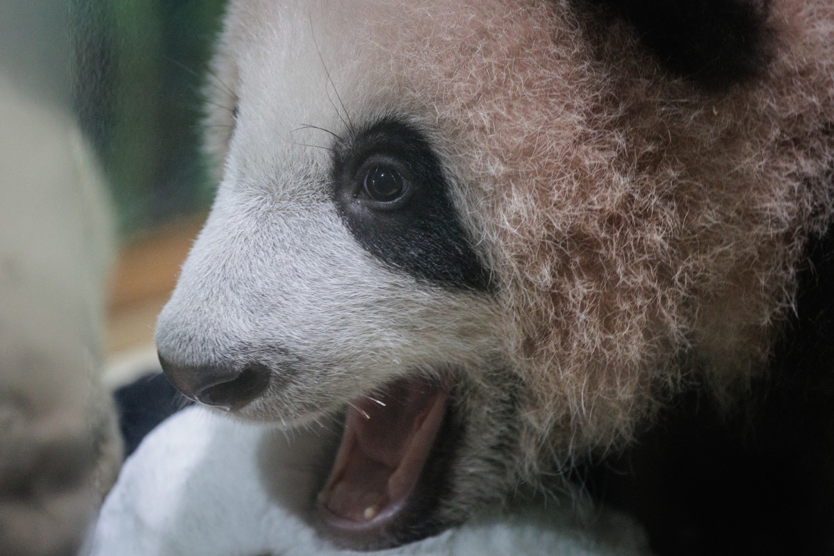 Primeiro panda-gigante nascido na Indonésia se prepara para estreia ...