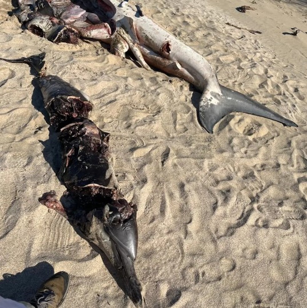 Tubarão-branco de 4,5m, com golfinho dentro dele, é morto por orca na África do Sul — Foto: Reprodução/East London Museum
