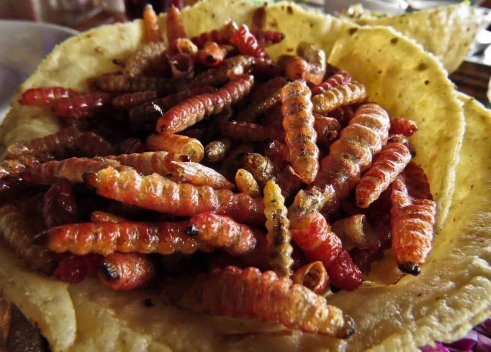 Tacos de Larva doce: comeria? — Foto: La Cocina San Juan