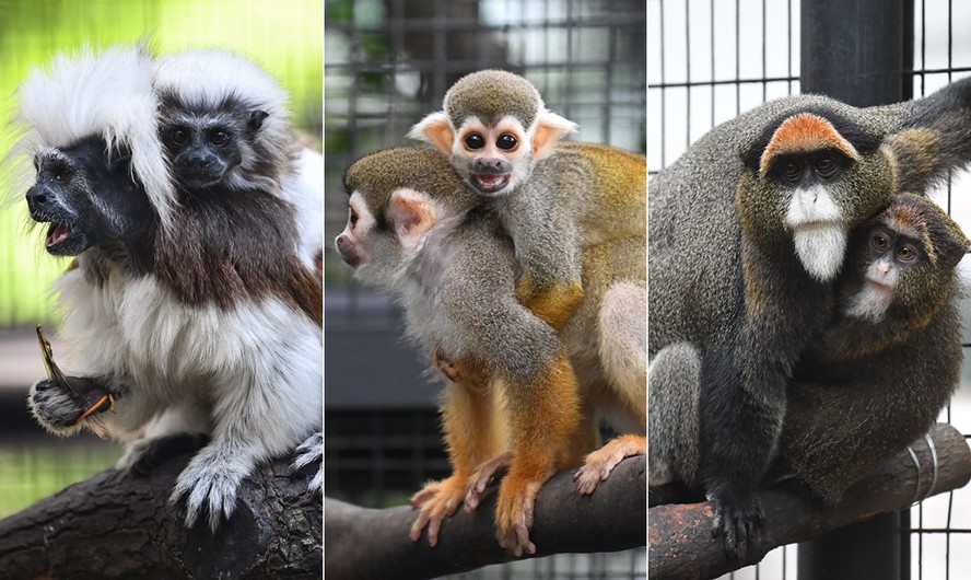 Saguis-de-cabe&ccedil;a-de-algod&atilde;o, que est&atilde;o amea&ccedil;ados de extin&ccedil;&atilde;o, macaco-esquilos e o macaco-de-brazza