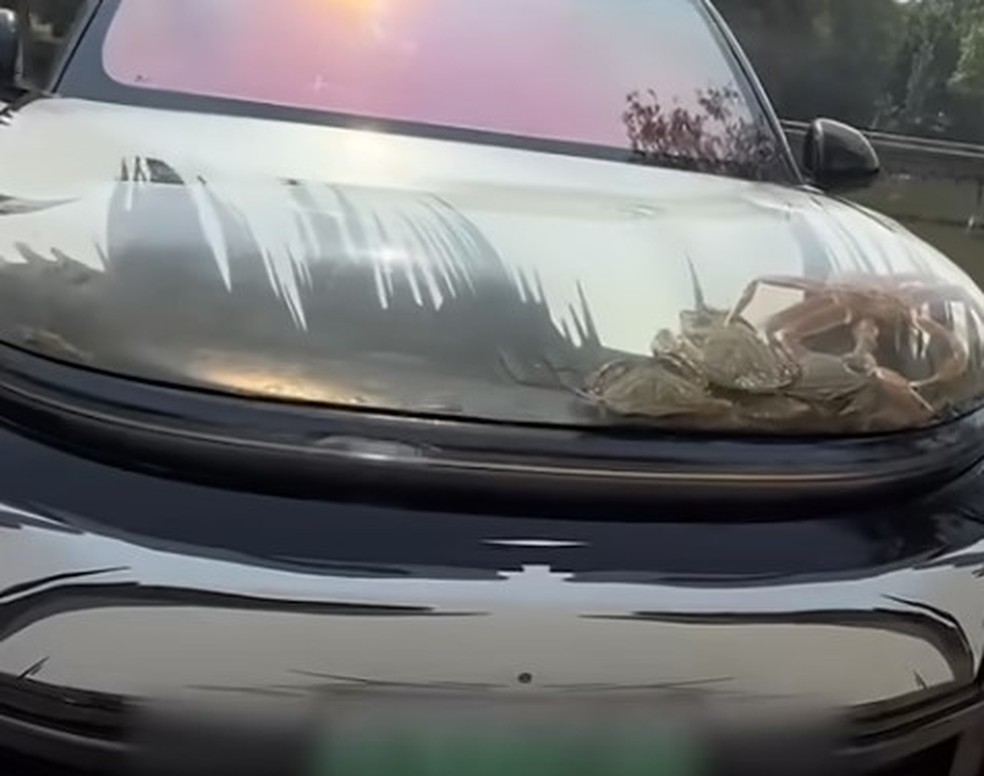 Crust&aacute;ceos em aqu&aacute;rio criado no cap&ocirc; de carro de morador de Liaoning (China) &mdash; Foto: Reprodu&ccedil;&atilde;o/YouTube