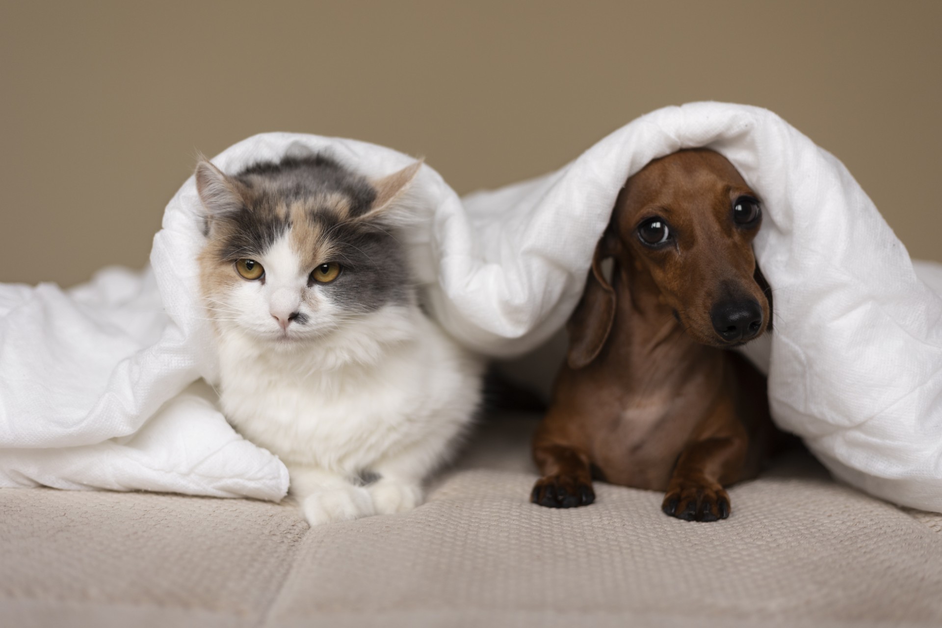 Outubro Rosa Pet: nódulos nas mamas de cães e gatos exigem atenção; veja sinais de alerta