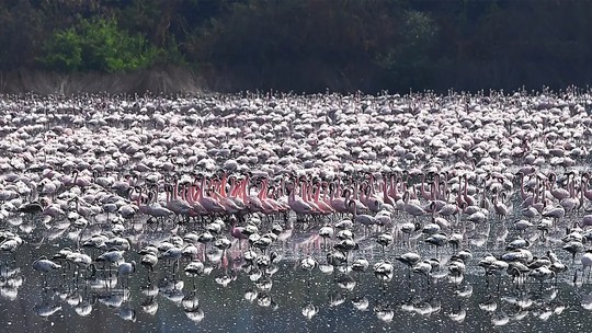 Mais de 30 flamingos foram mortos em colisão com aeronave na Índia