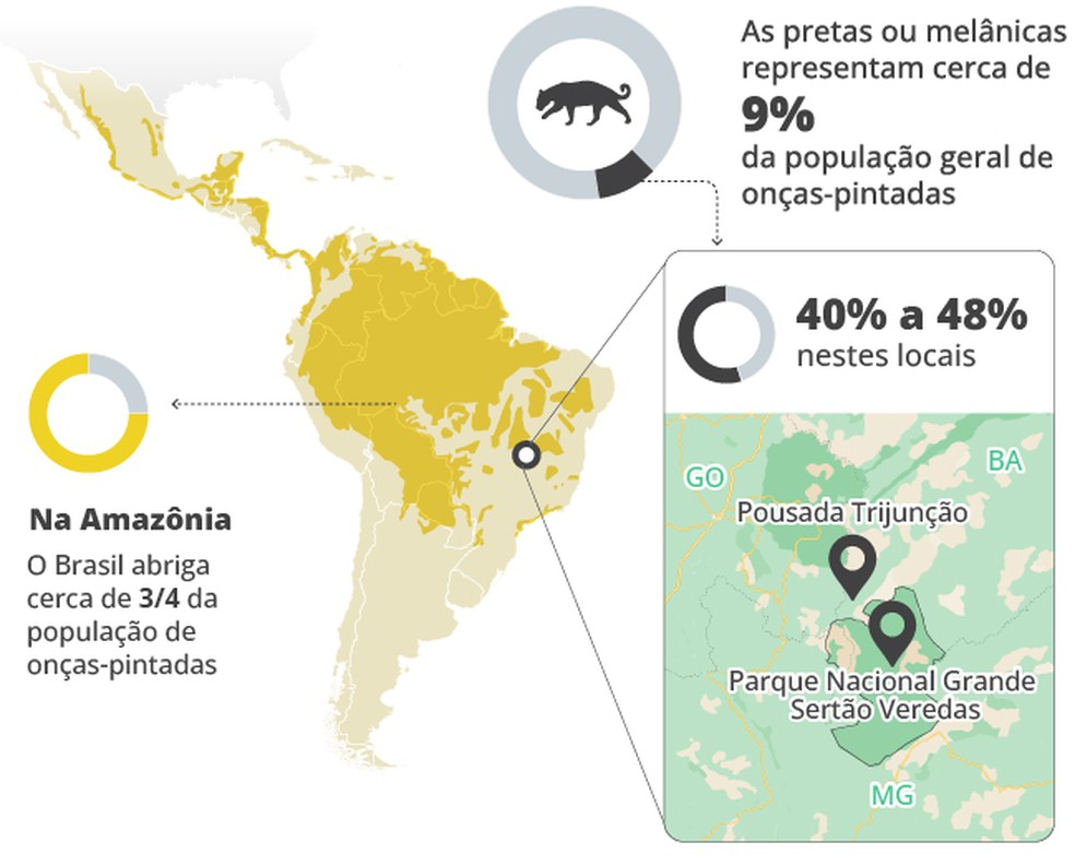Regi&atilde;o onde on&ccedil;as-pretas s&atilde;o abundantes &mdash; Foto: Editoria de Arte