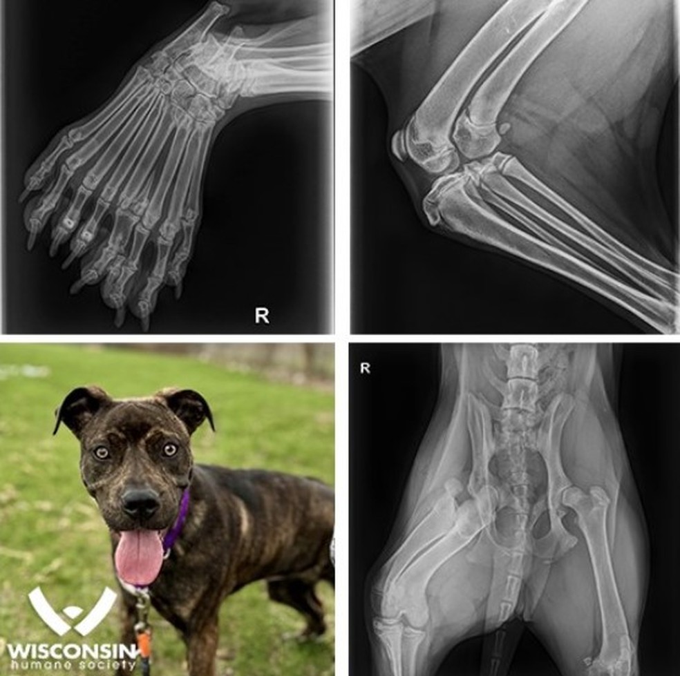 Bella nasceu com cinco patas e nove dedos numa delas &mdash; Foto: Divulga&ccedil;&atilde;o/Wisconsin Humane Society