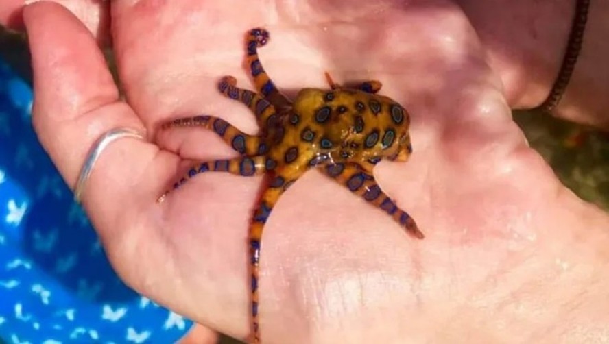 Mulher &eacute; mordida por polvo com veneno potencialmente fatal na Austr&aacute;lia