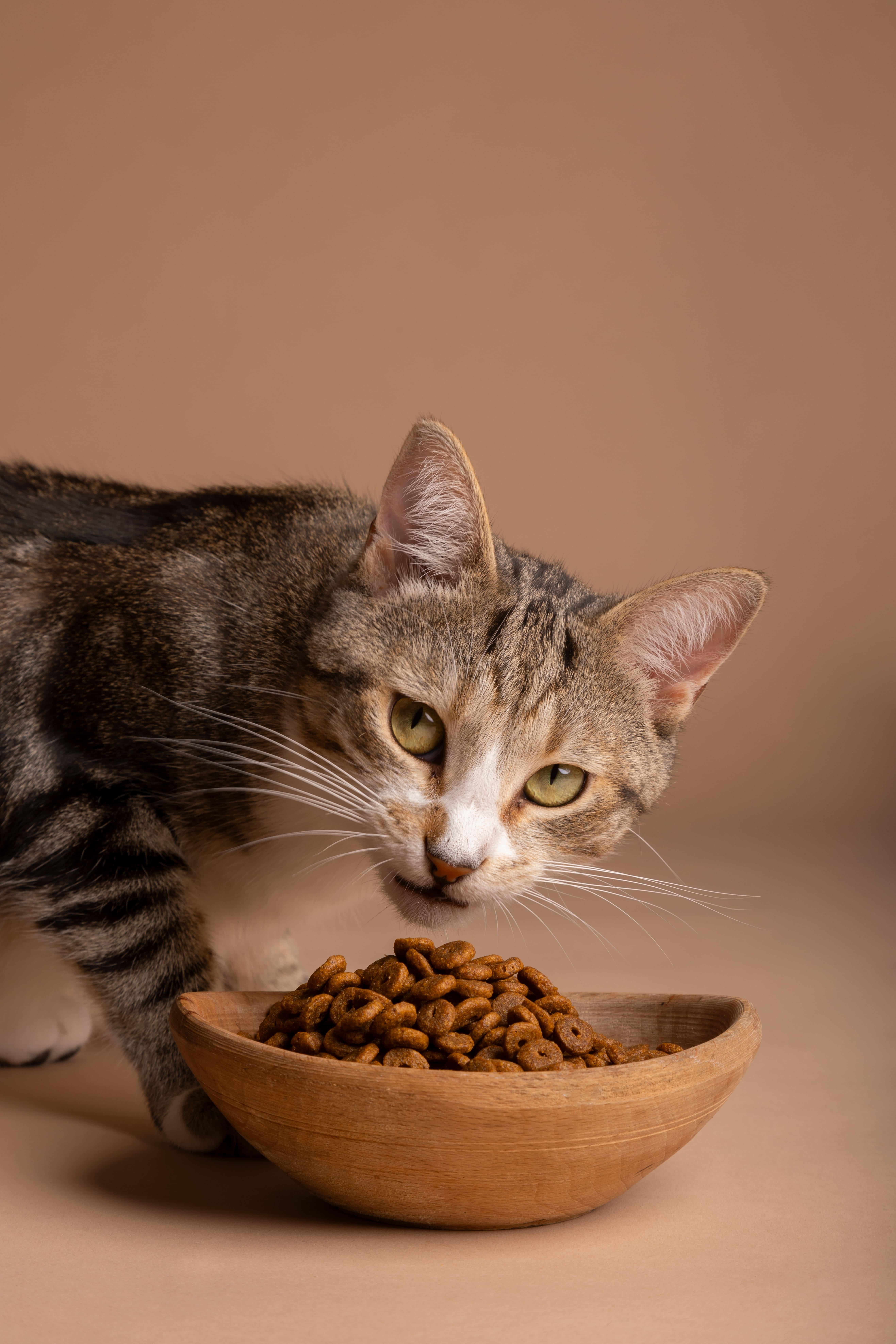 Alimentação adequada contribui para o bem-estar dos pets e previne doenças