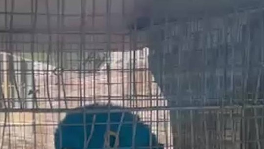 Arara-azul e outras espécies ameaçadas são resgatadas em operação da PF contra tráfico de animais silvestres em Niterói; vídeo