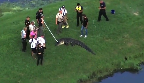 Homem de 71 anos é morto por jacaré quando pescava na margem de lago na Flórida