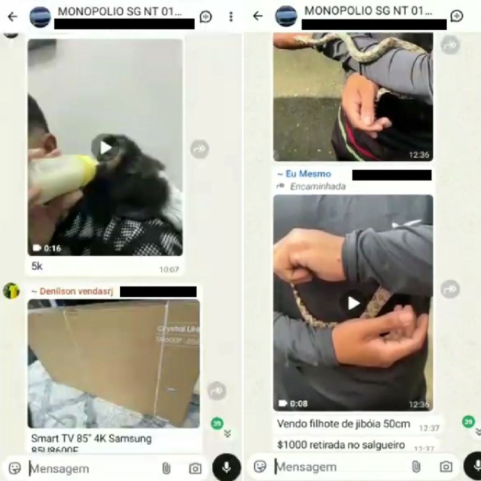 Criminosos anunciam macaco-prego e filhote de jiboia em grupos de WhatsApp — Foto: Reprodução