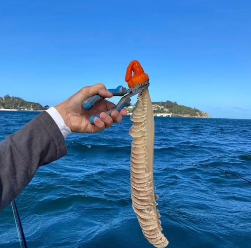 Criatura bizarra e 'fálica' intriga internautas após ser capturada na Austrália — Foto: Reprodução/Facebook(Field Natrualists Club of Victoria)