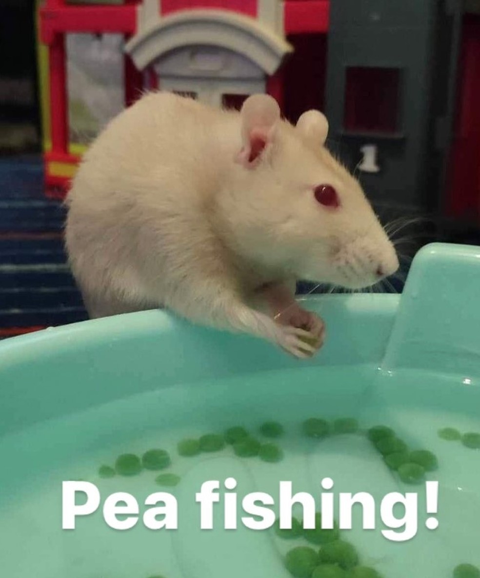 Atividade de 'pesca de ervilhas' para h&oacute;spede no Arlo's Ratty Hotel, em Blackpool, Inglaterra &mdash; Foto: Reprodu&ccedil;&atilde;o/Facebook