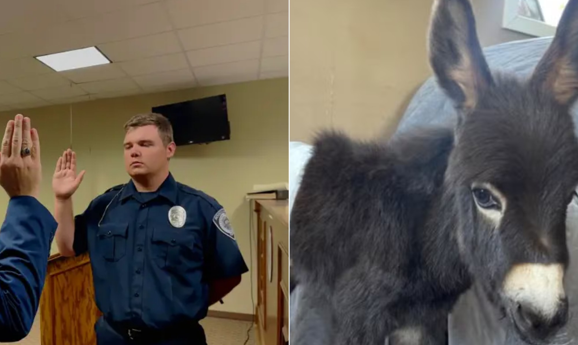'Avançou na nossa direção': policial dos EUA que matou filhote de burro quebra o silêncio e alega falha em arma de choque