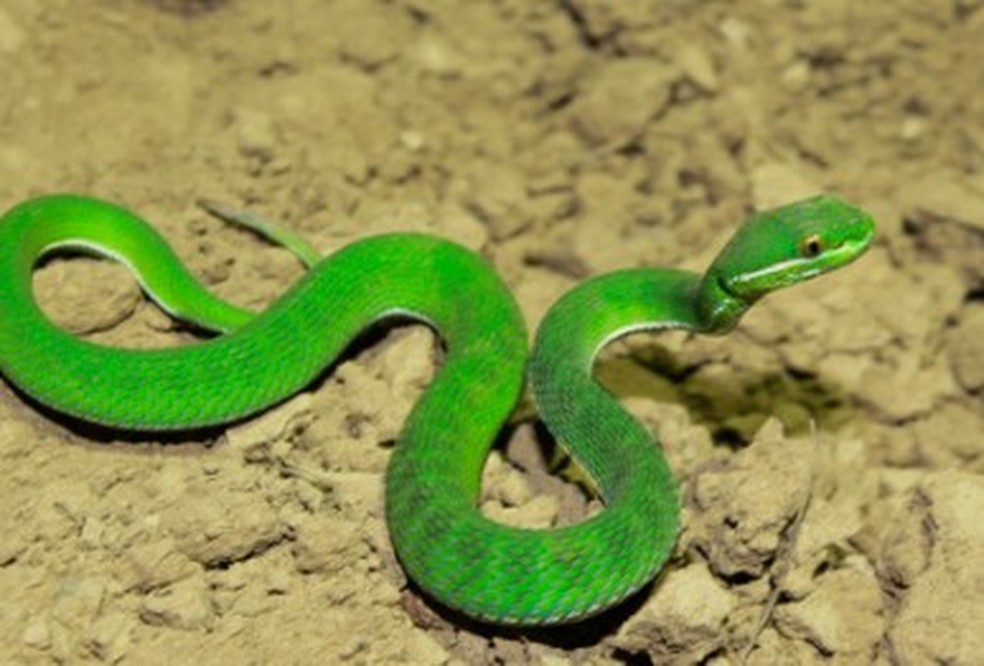 Esp&eacute;cie de cobra venenosa com p&ecirc;nis bifurcado &eacute; descoberta em Mianmar &mdash; Foto: Divulga&ccedil;&atilde;o