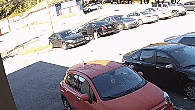 Vídeo viral mostra momento em que cervo derruba mulher e causa destruição em lavanderia