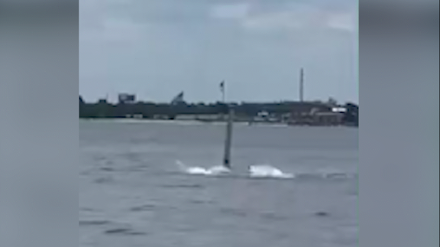 Funcion&aacute;rio da Marinha dos EUA &eacute; atacado por tubar&atilde;o na Fl&oacute;rida
