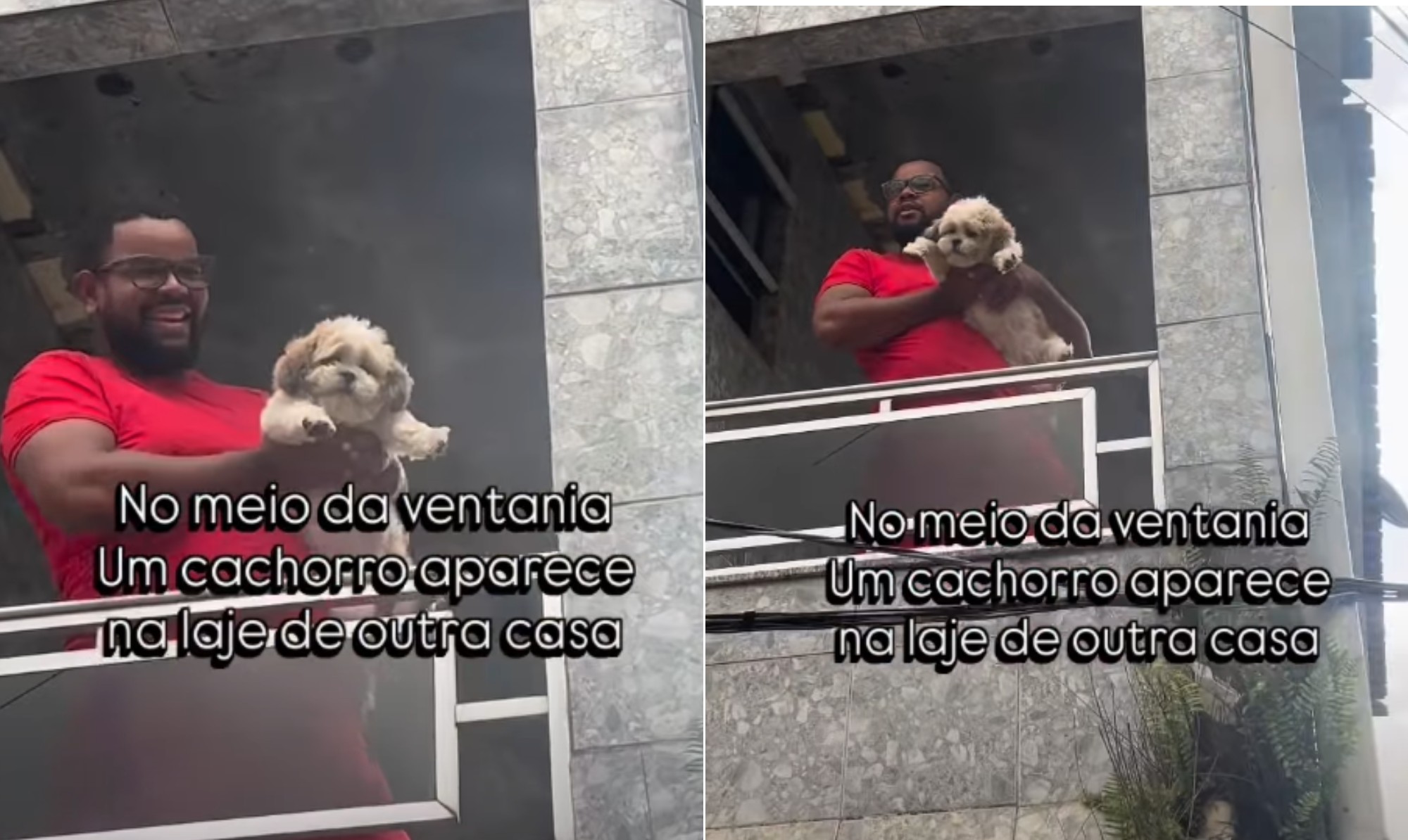 Cão é resgatado após 