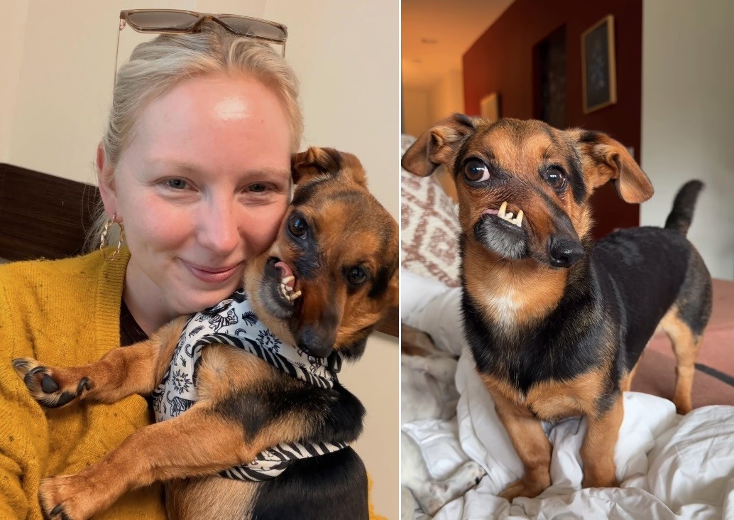 Dachshund com focinho deformado em ataque de outro cão é novamente adotado após ser devolvido por família - Foto