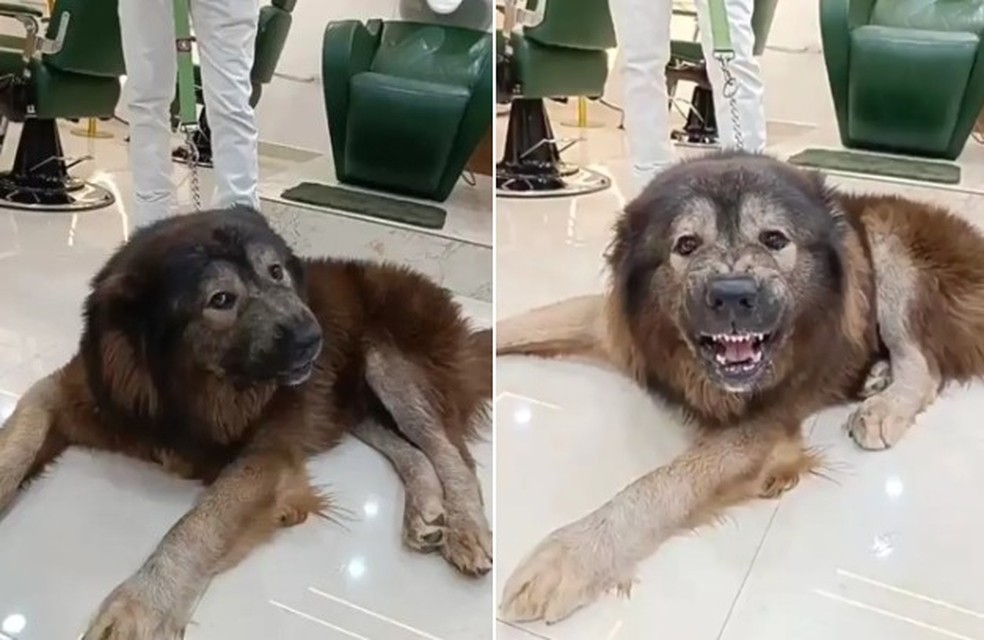 Okami &eacute; um misto de lobo e pastor caucasiano &mdash; Foto: Reprodu&ccedil;&atilde;o/YouTube