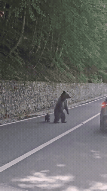 Cover image for Turista para com janela de carro aberta e acaba atacado por ursa