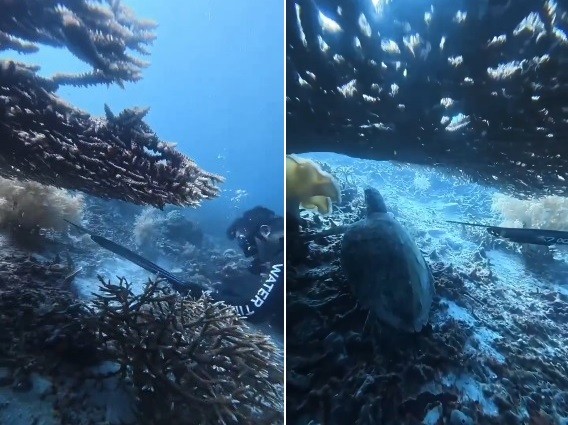 Mergulhador chinês é preso após matar com arpão tartaruga ameaçada de extinção; IMAGENS FORTES