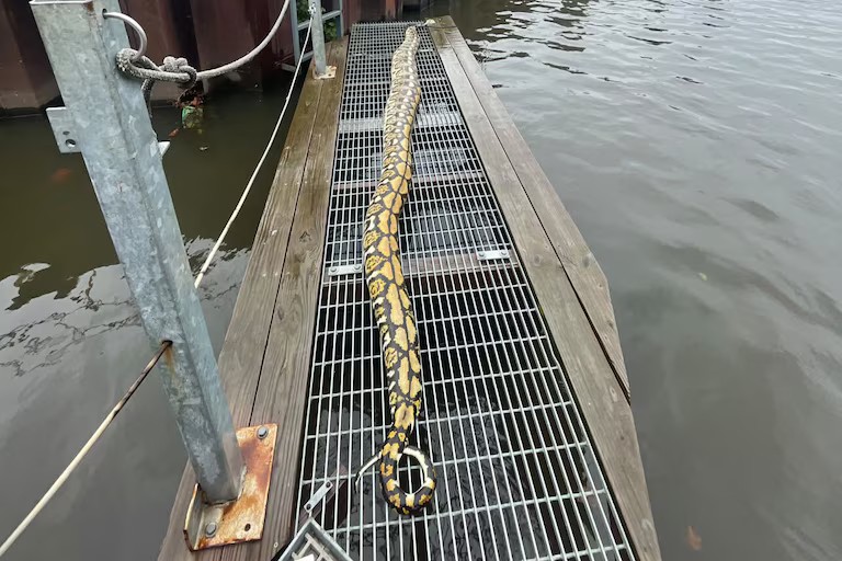 Catadores de lixo aquático encontram píton de 4 metros morta