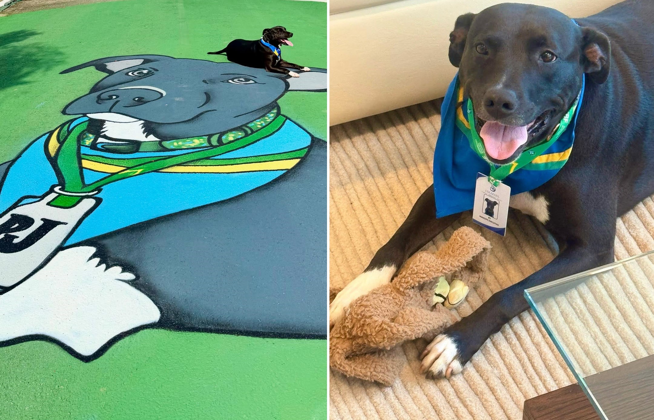 Mascote da seleção se torna atração durante treinos e amuleto da Copa contra 