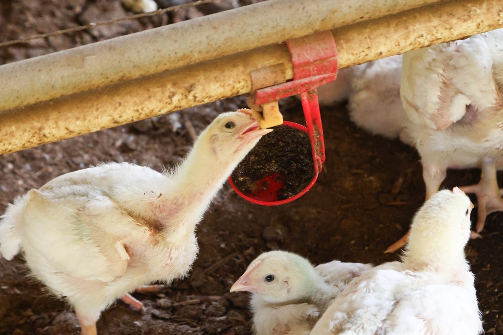 Sujeira no pode onde deveria haver água e ave sem conseguir se hidratar — Foto: Divulgação