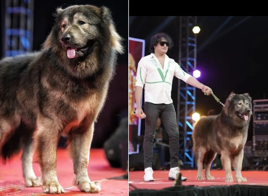 S Sathish e Okami, o cão mais caro do mundo que é meio-lobo